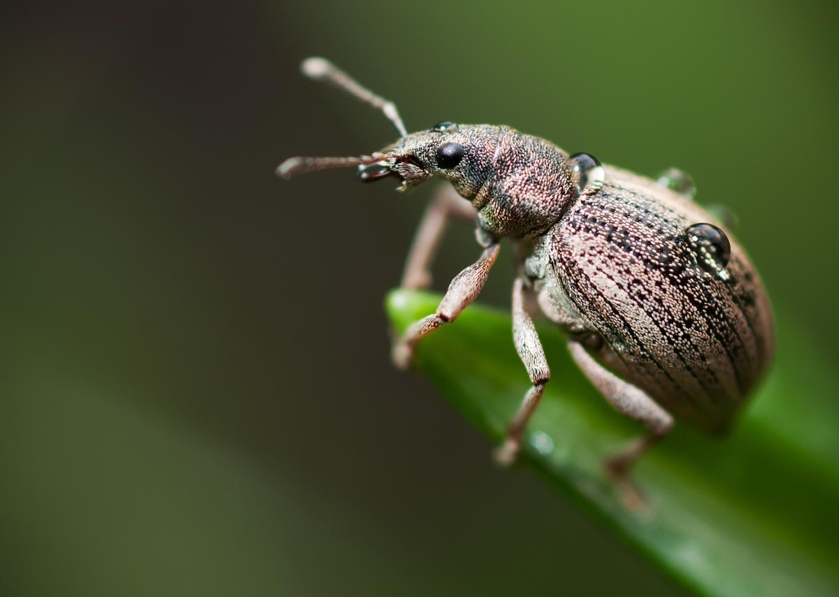 Яблонный цветоед ( Anthonomus pomorum )