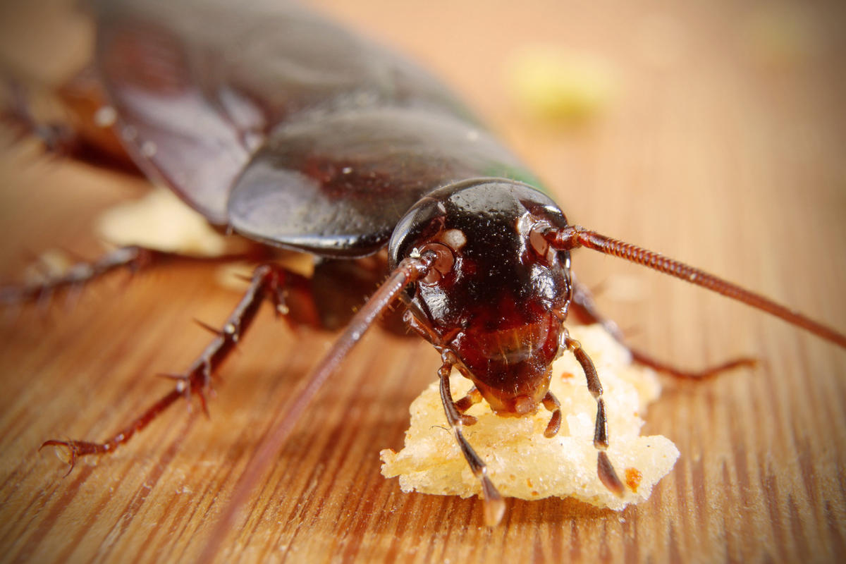 Зачем Китай выращивает 6 миллиардов тараканов в год