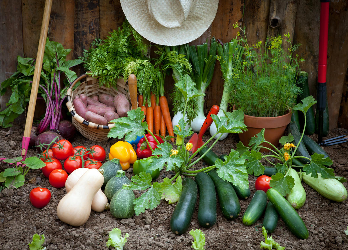 Прогноз на урожай овощных