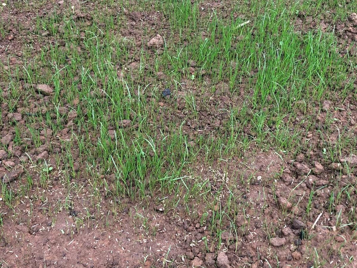 Технология посева газона. Через сколько дней после посева всходит газон. Через сколько дней после посева всходит газон. Ка всходит газон. Посев семян газонных трав.