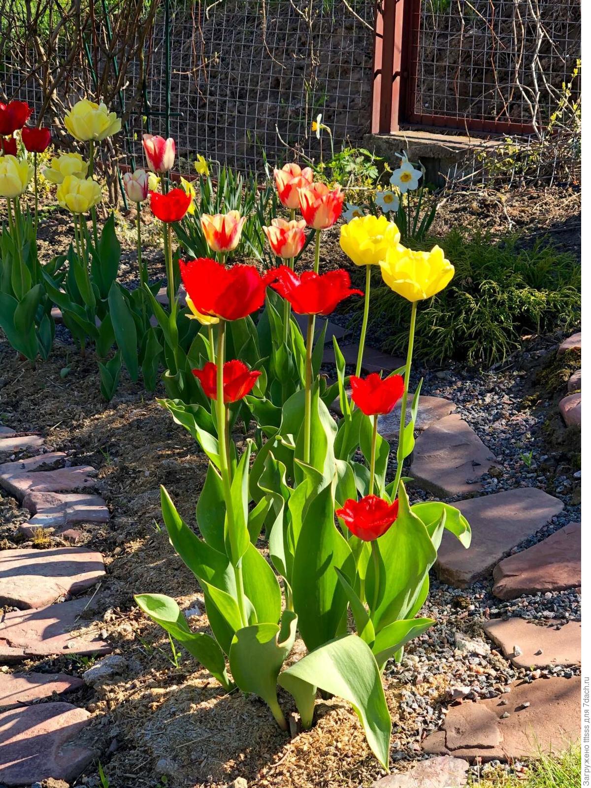 Можно ли посадить тюльпаны в марте. Посадка тюльпанов. Что садить с тюльпанами. Сажать тюльпаны весной. Тюльпаны кучка.