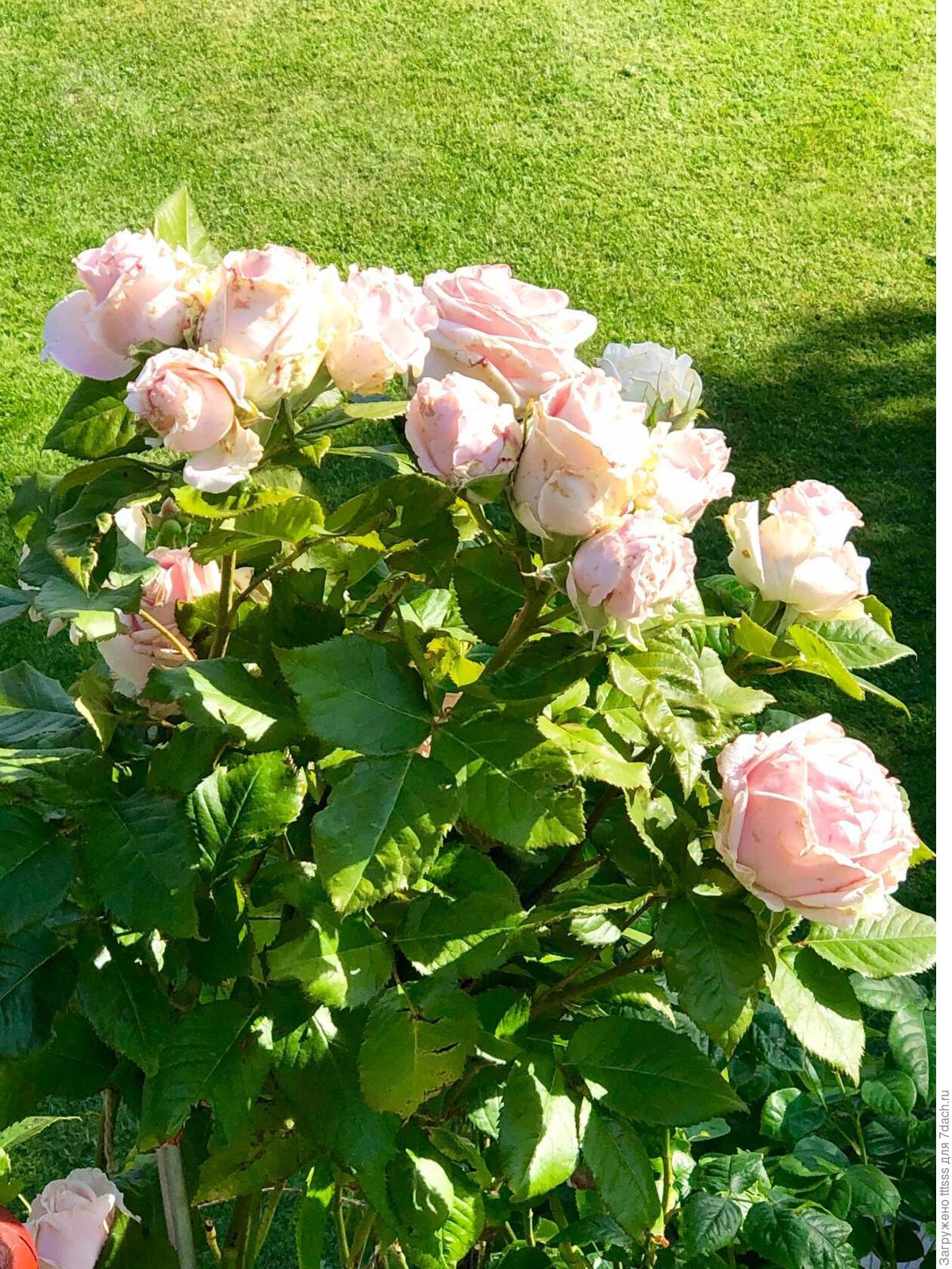 Три способа укрытия роз на зиму. Зимовка роз в вазонах. Рекомендации, фото