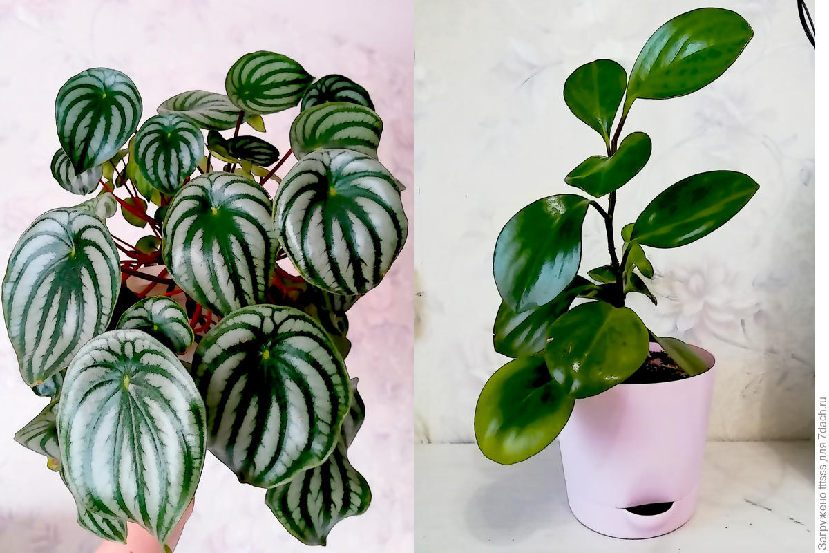 Peperomia cuspidilimba