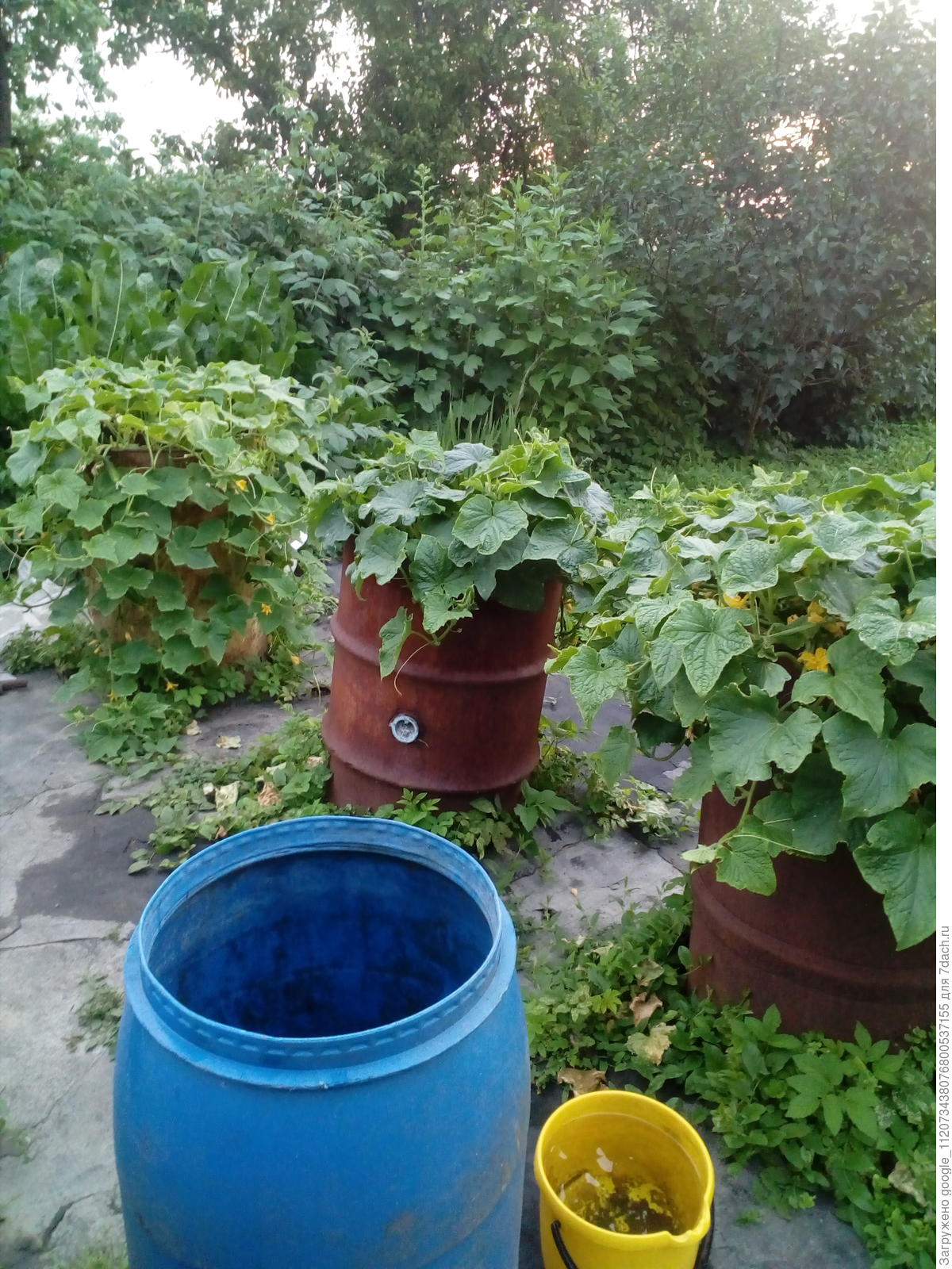 Поднятые грядки для огурцов из бочки своими руками