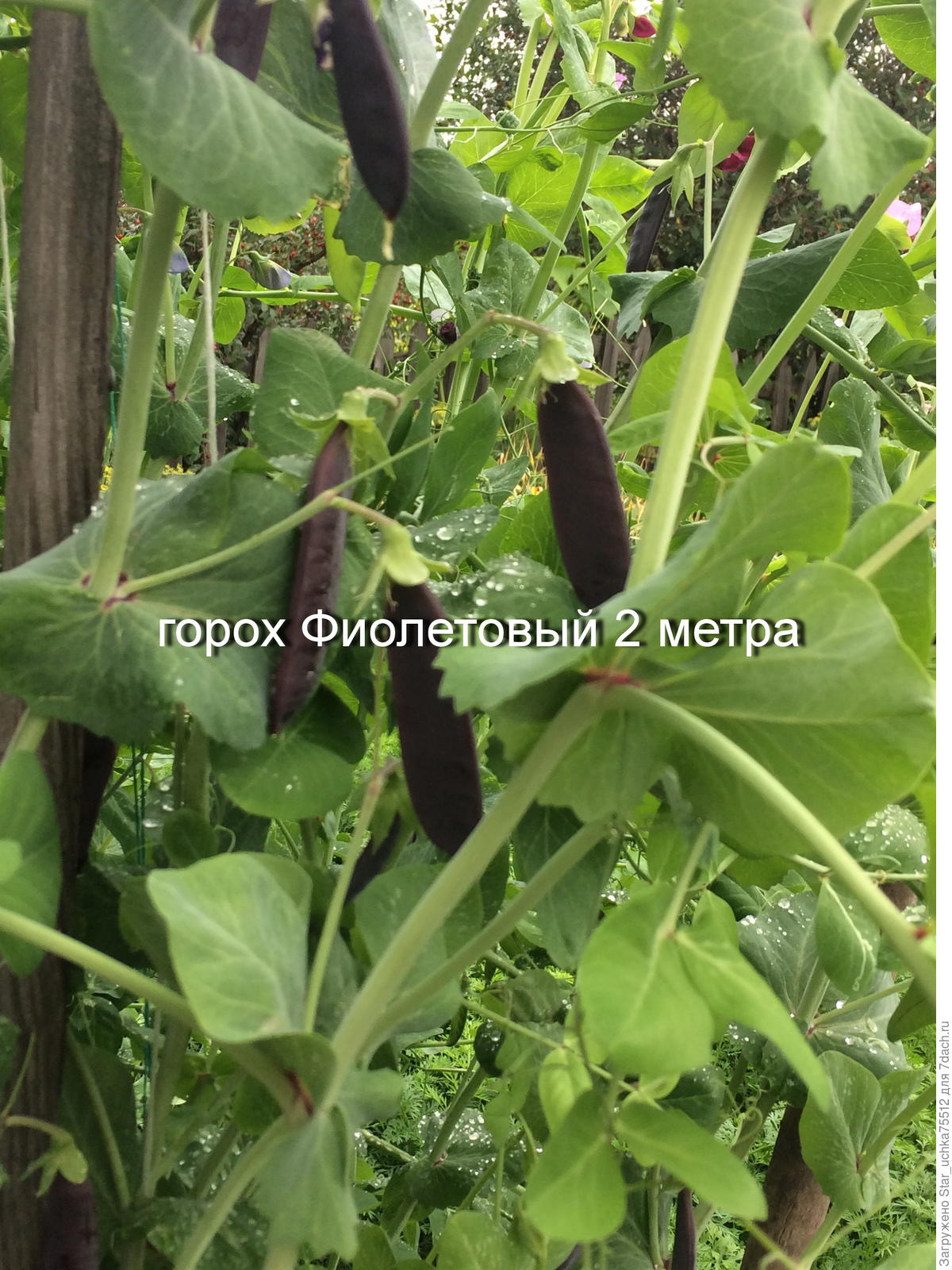 Необычные сорта гороха: фиолетовый и безлистный