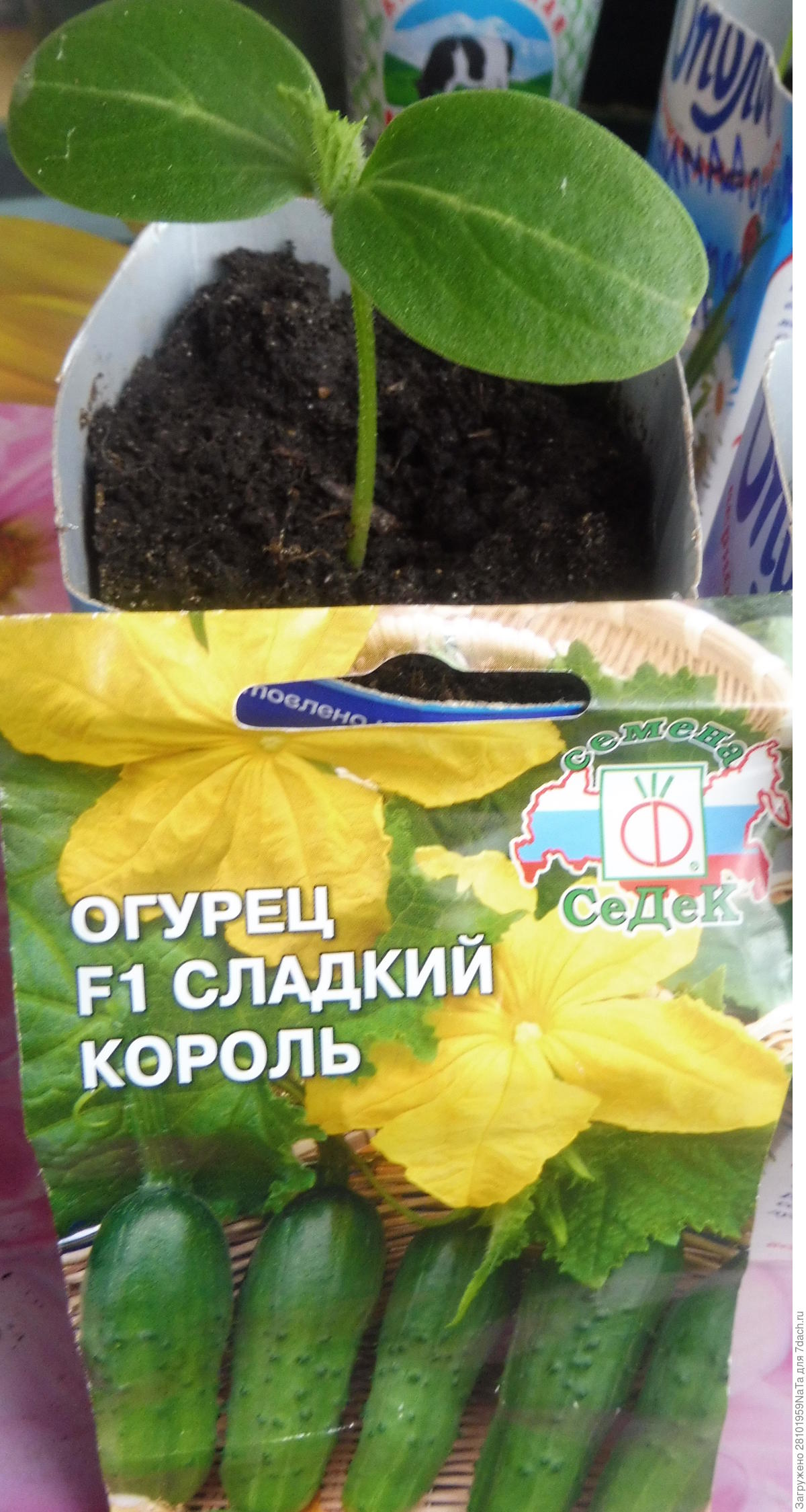 Огурец 'Сладкий король' F1: описание сорта, выращивание и уход, фотографии