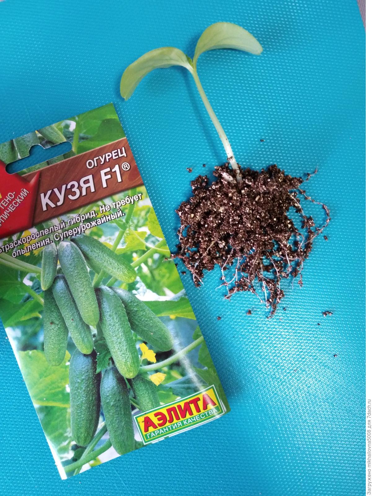 Огурец кузя f1 отзывы