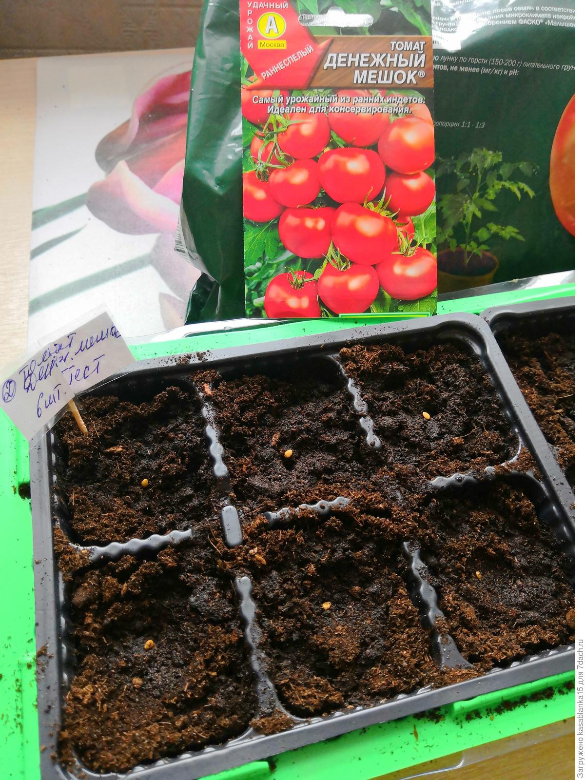прорастить семена помидоров на ватных дисках