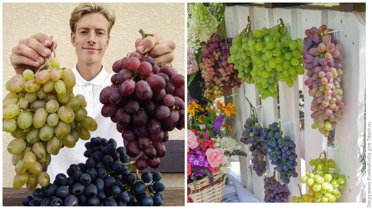 5 лучших сортов винограда: посадка и уход