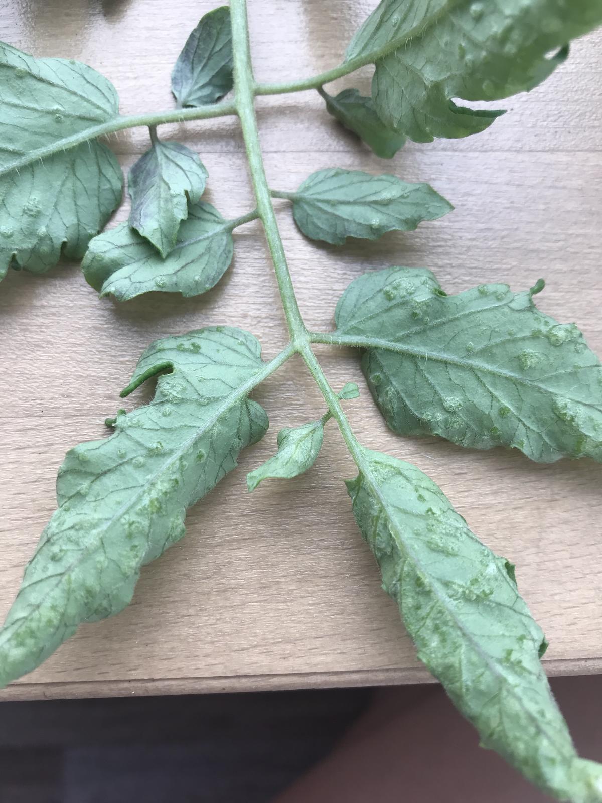 На листьях рассады томатов появились сухие пятна фото как лечить