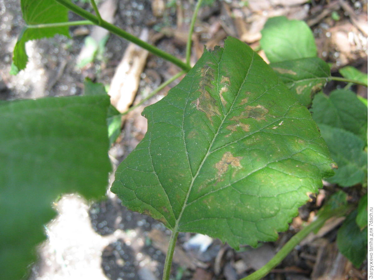 На листьях гортензии появились коричневые пятна что делать фото