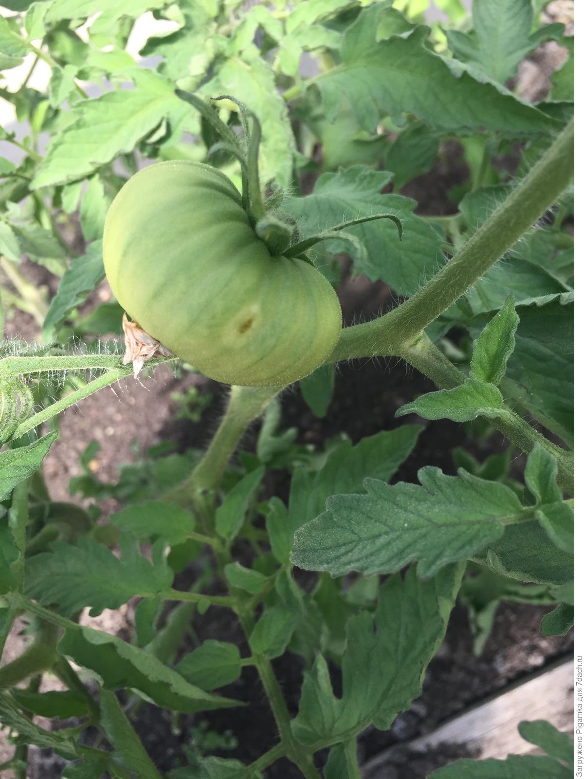 Бронзовость листьев томатов. Темные пятна на листьях томатов. Бактериальная пятнистость томатов. На помидоре темное пятно что это. Пятнышки на листьях томатов.