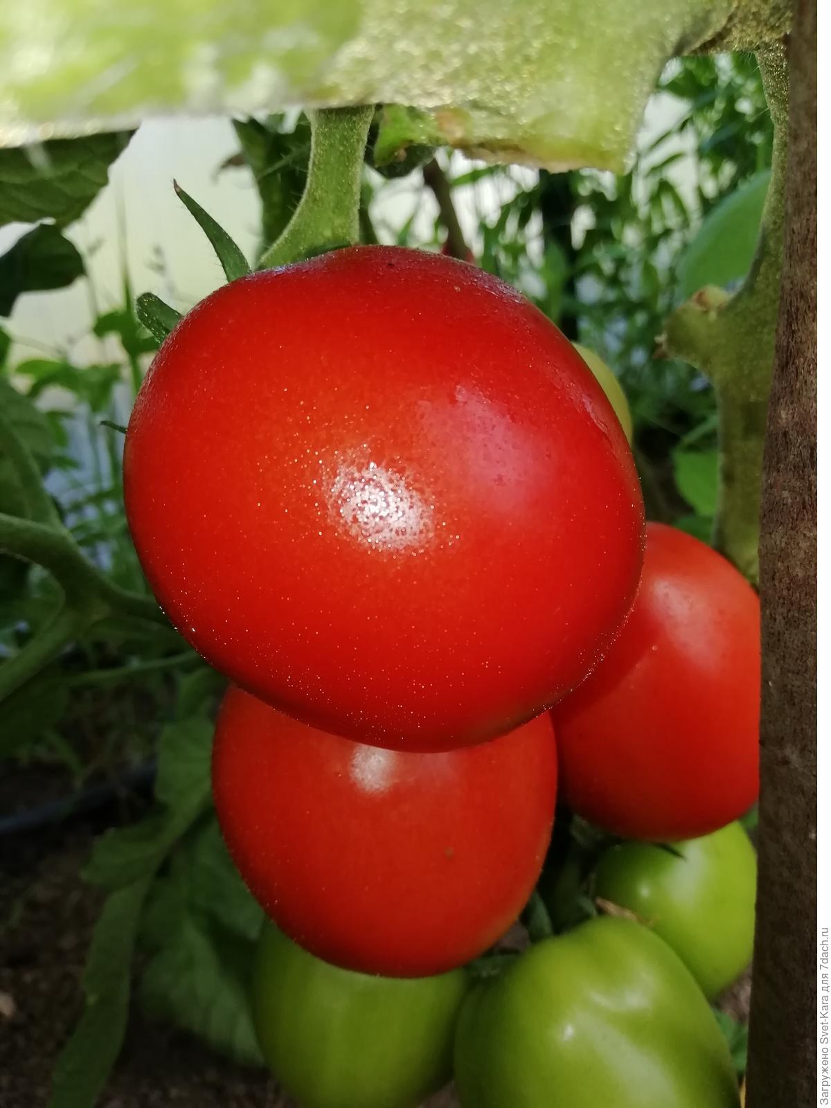 Семена помидор толстой ф1
