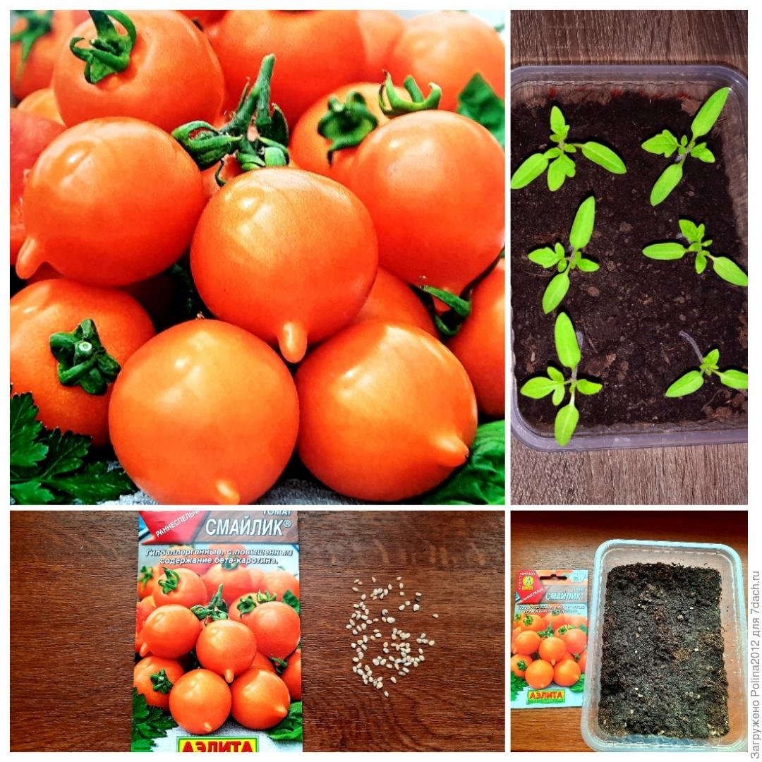 помидор смайлик семена. томат смайлик характеристика и описание сорта. томат смайлик отзывы. помидоры сорт смайлик желтый. томат смайлик аэлита.