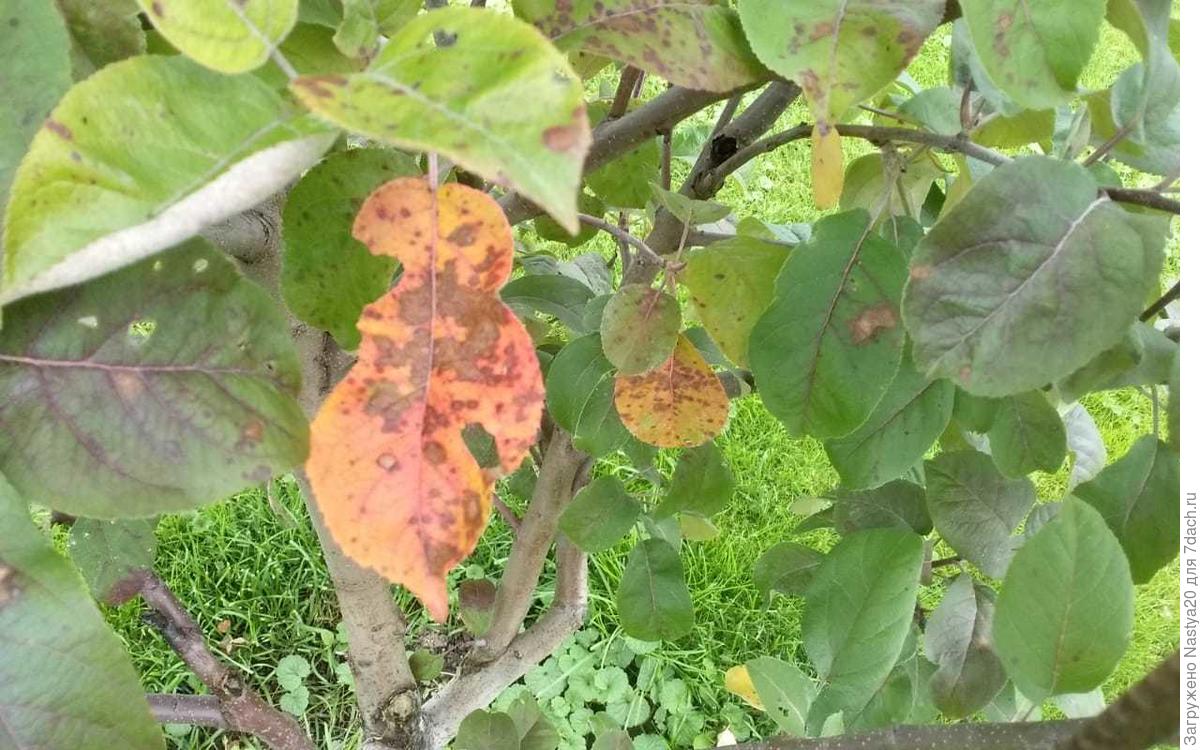 Болезни на листьях яблони фото описание и лечение