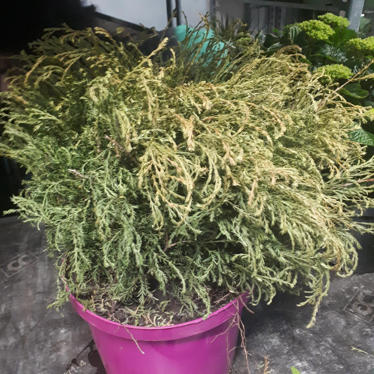 шютте хвойных туя. туя дерево засохла. туя засохла. туя брабант пожелтела. туя смарагд засыхают кончики.