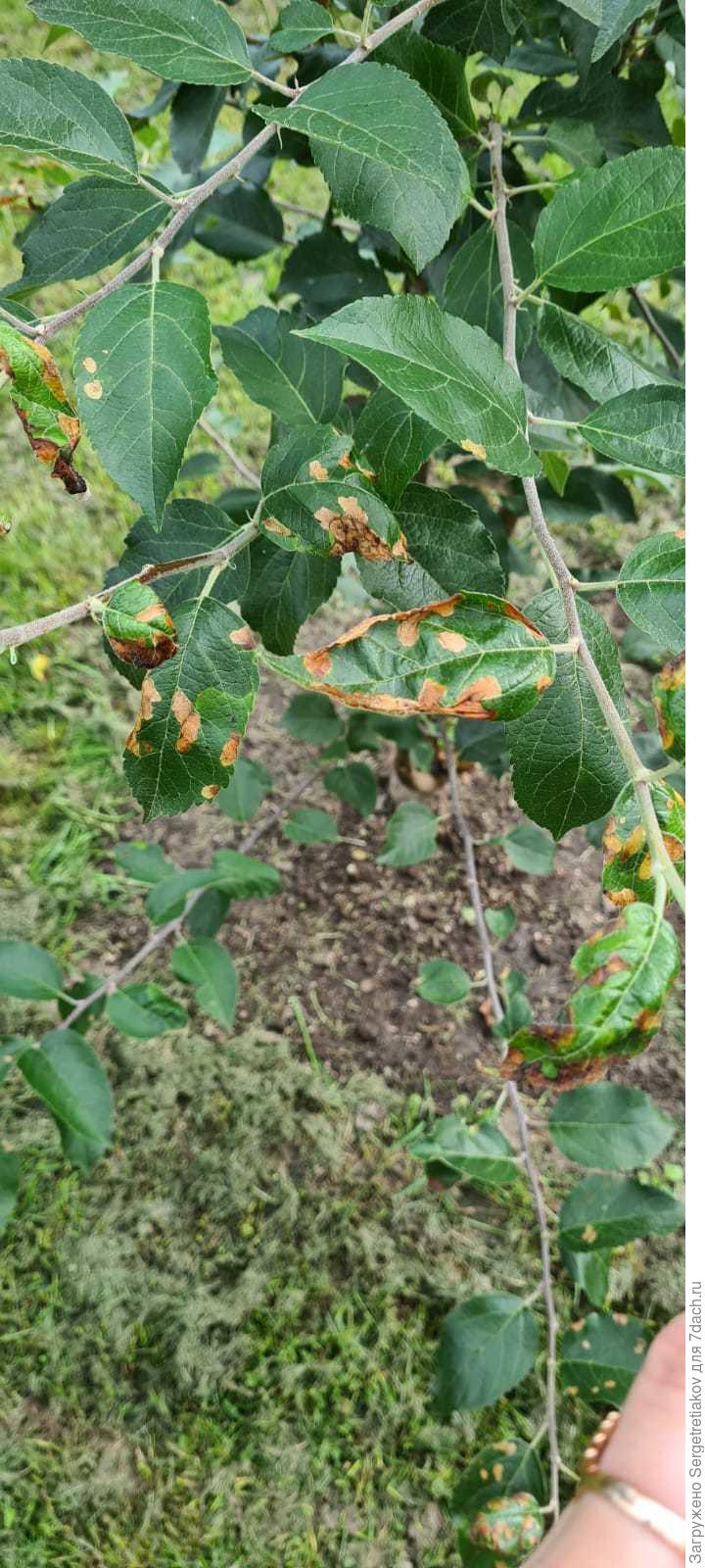 Монилиоз яблони и груши. Чернеют листья на груше. Темнеют листья на яблоне. Монилиоз яблони листья. Пероноспороз яблони.