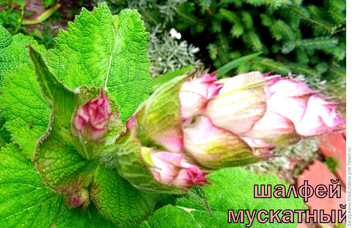 Шалфей: декоративные сорта, применение