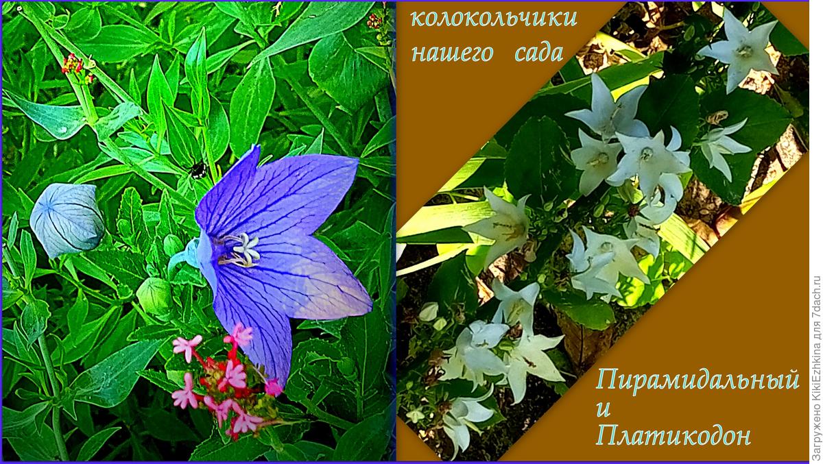 Колокольчики: виды и сорта. Фото