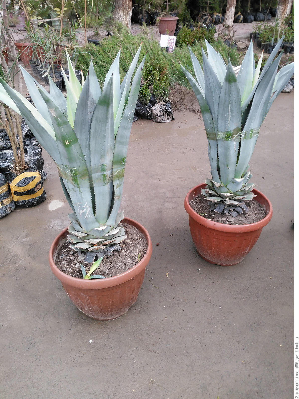 Агава нитеносная