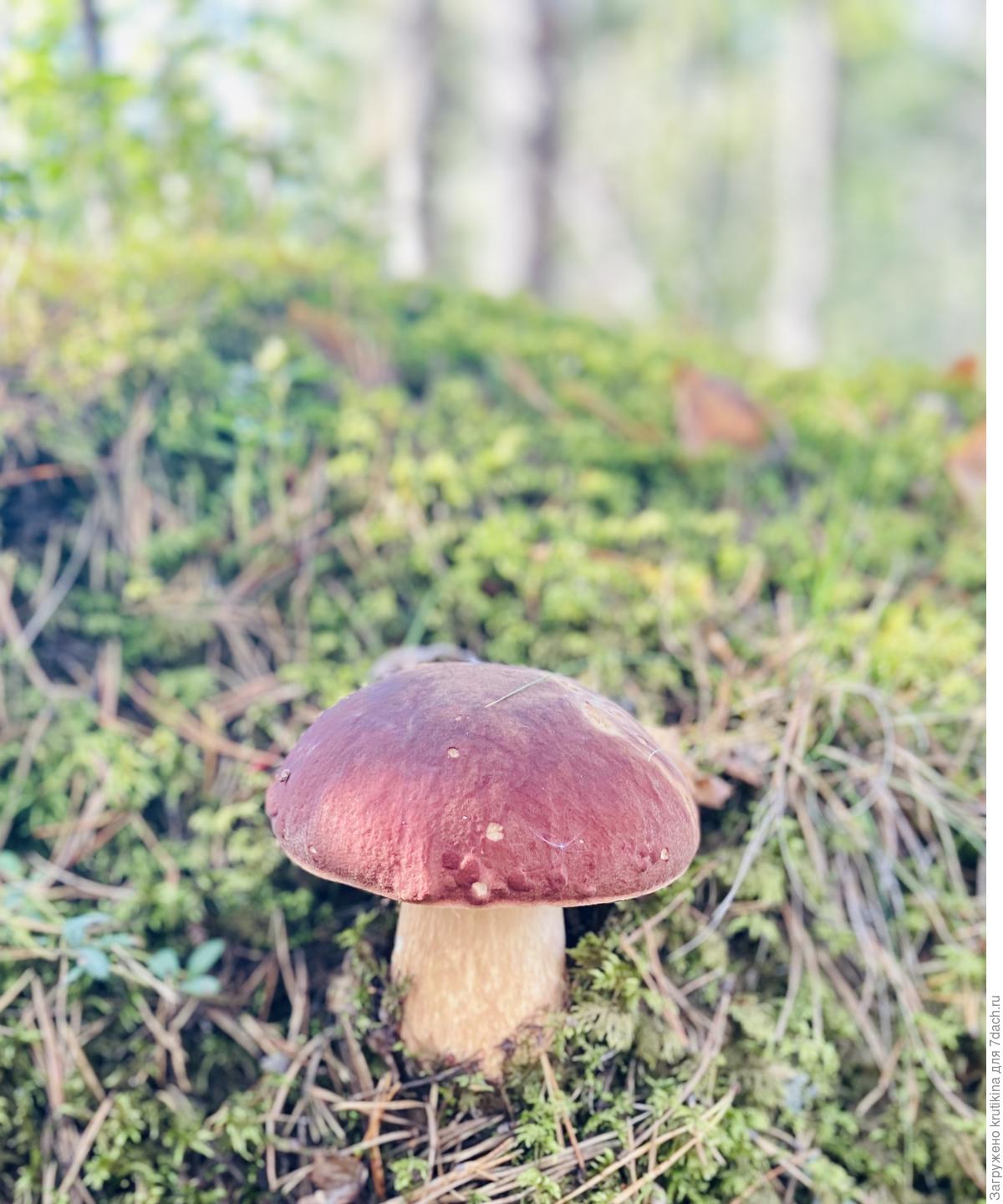 фото грибов в сосновом лесу