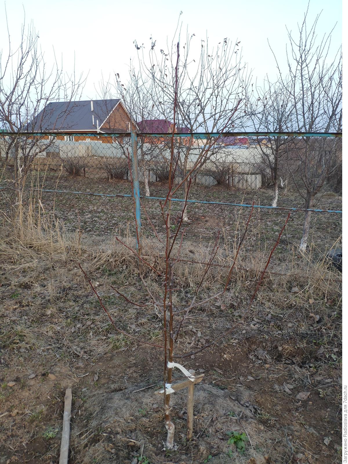 Как обрезать грушу Памяти Яковлева? - ответы экспертов 7dach.ru