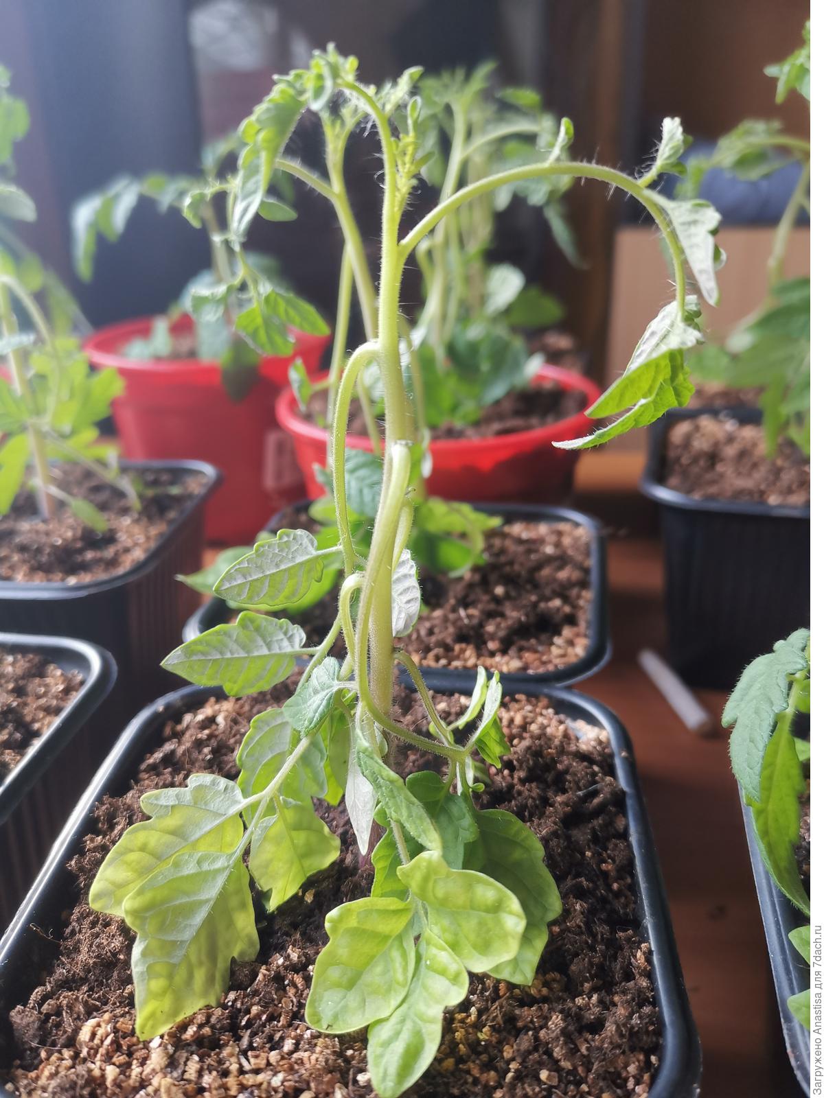 Некроз стебля рассады томатов фото и их лечение