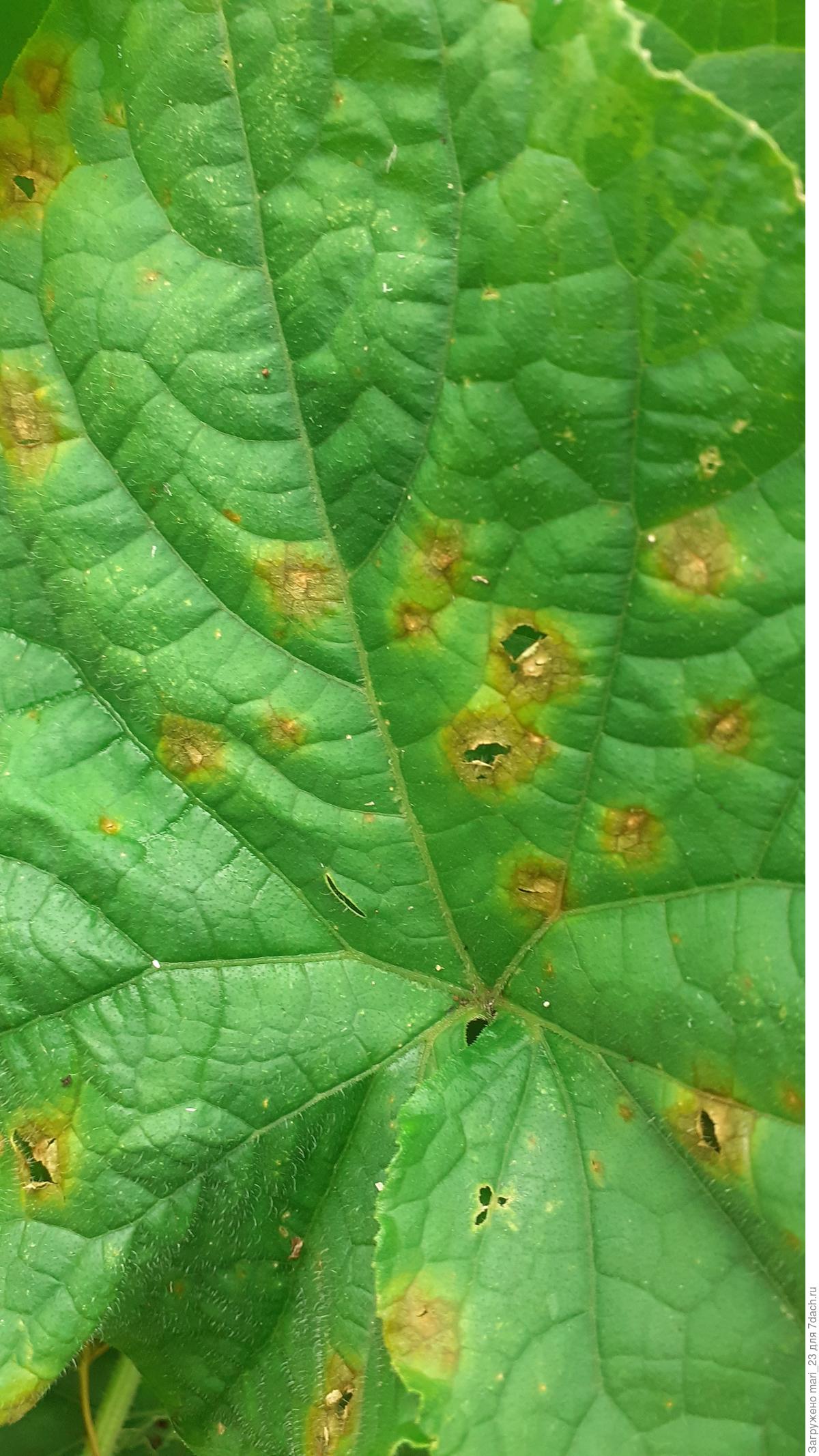 Серые пятна на листьях огурцов фото