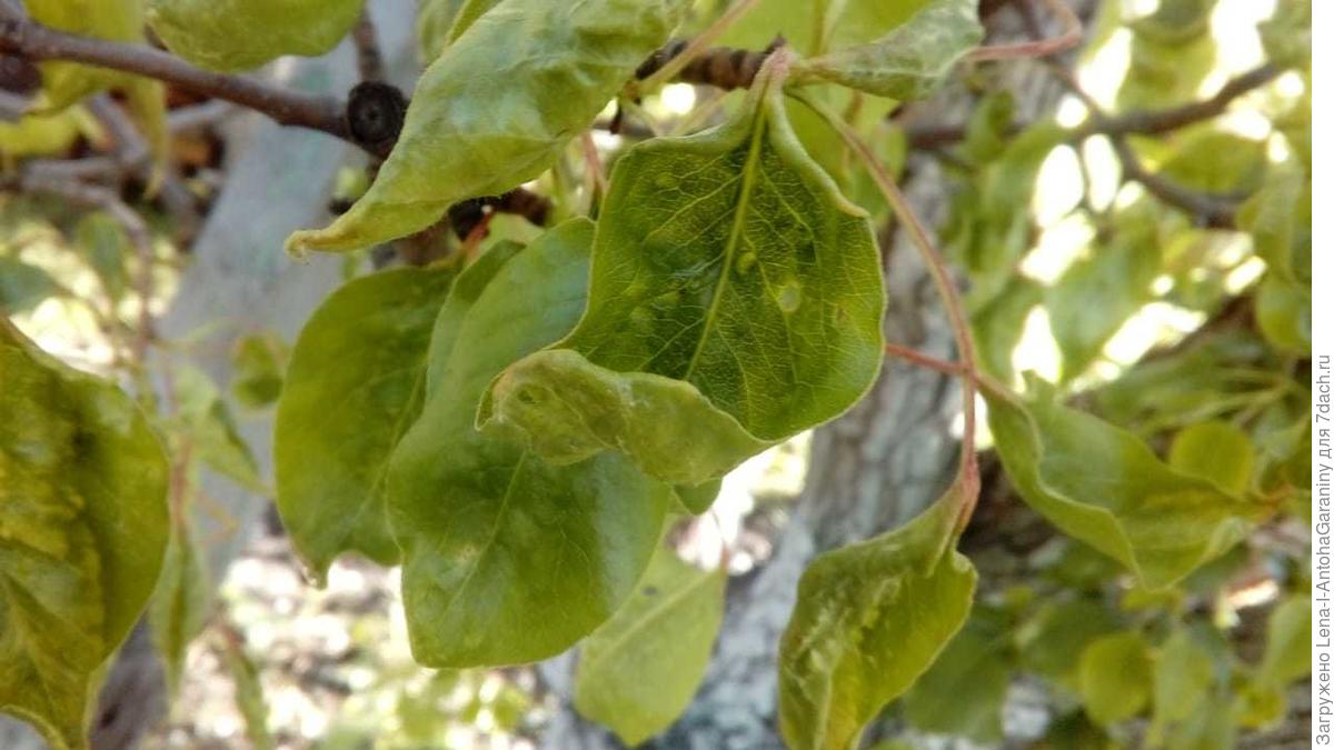 Курчавость листьев груши и борьба с ними с фото как выглядят листья
