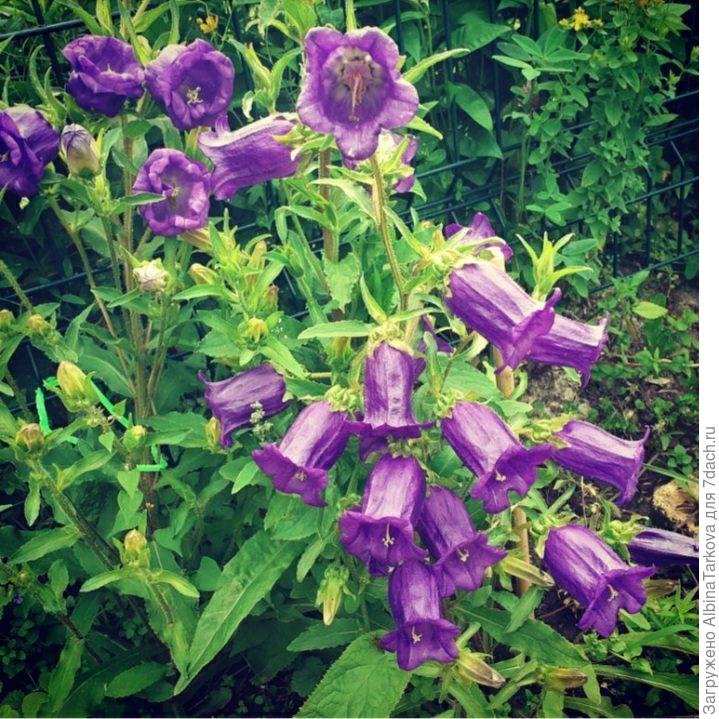 Колокольчик средний Махровый. Описание, выращивание из семян, уход. Фото