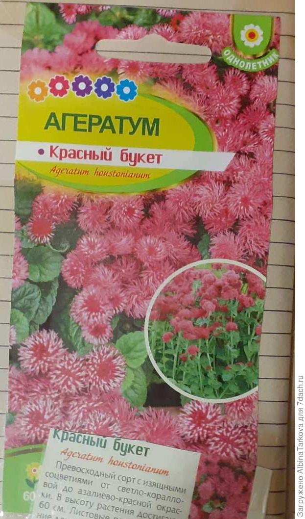 Агератум Красный букет. Как вырастить из семян, выбор места посадки ...