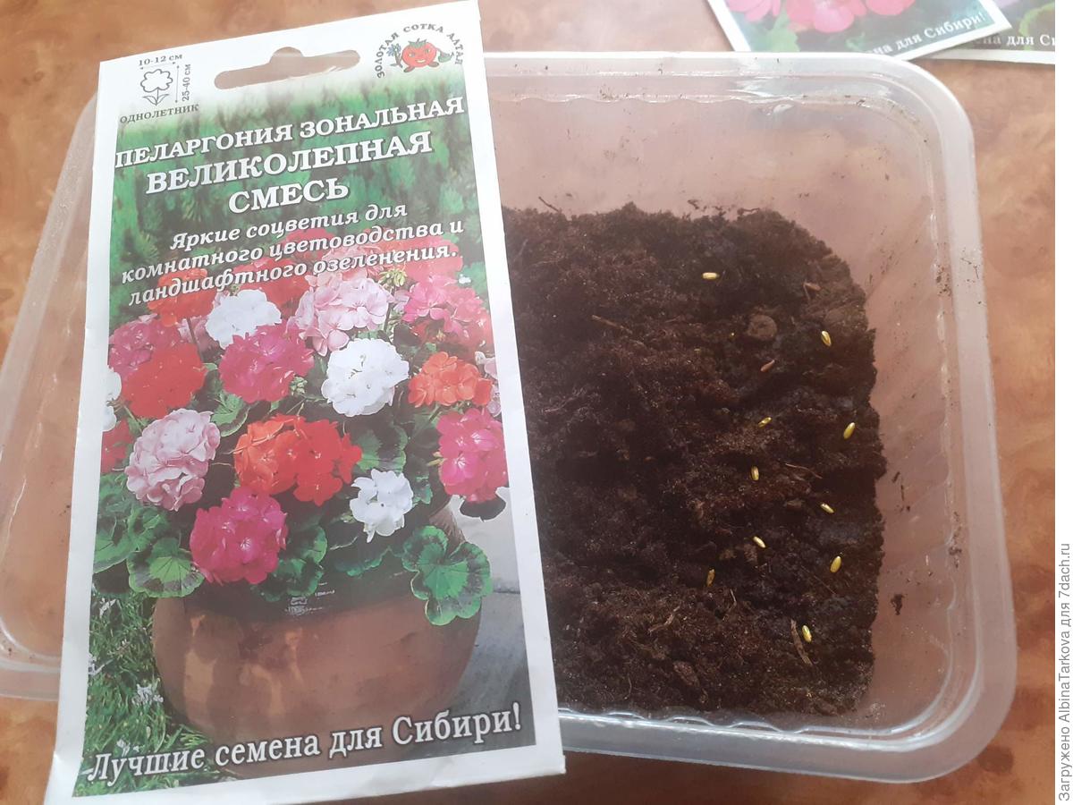 Неприхотливая пеларгония: секреты выращивания и ухода. Фото