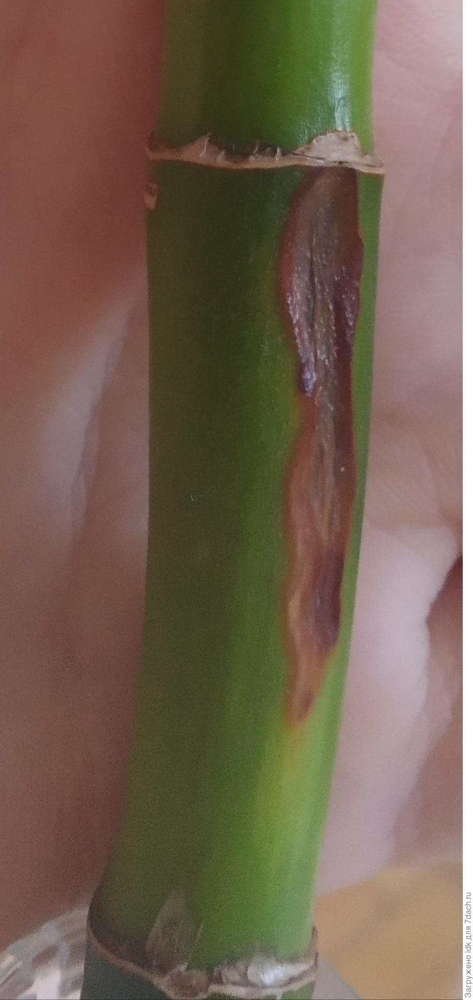 Почему желтеют листья бамбука. Бамбук счастья драцена. Такеноко побеги бамбука. Bambusa ventricosa. "bamboo" "bamboo.