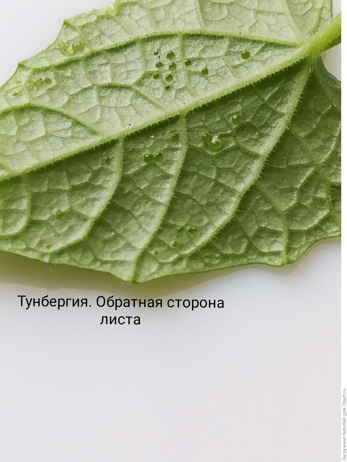 Паутинный клещ на огурцах. Как распознать и как от него избавиться. Фото