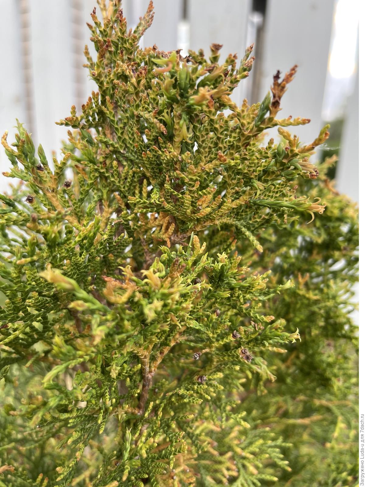 туя побелела. туя коричневая. туи коричневые. туя колумна. туя брабант зимой.