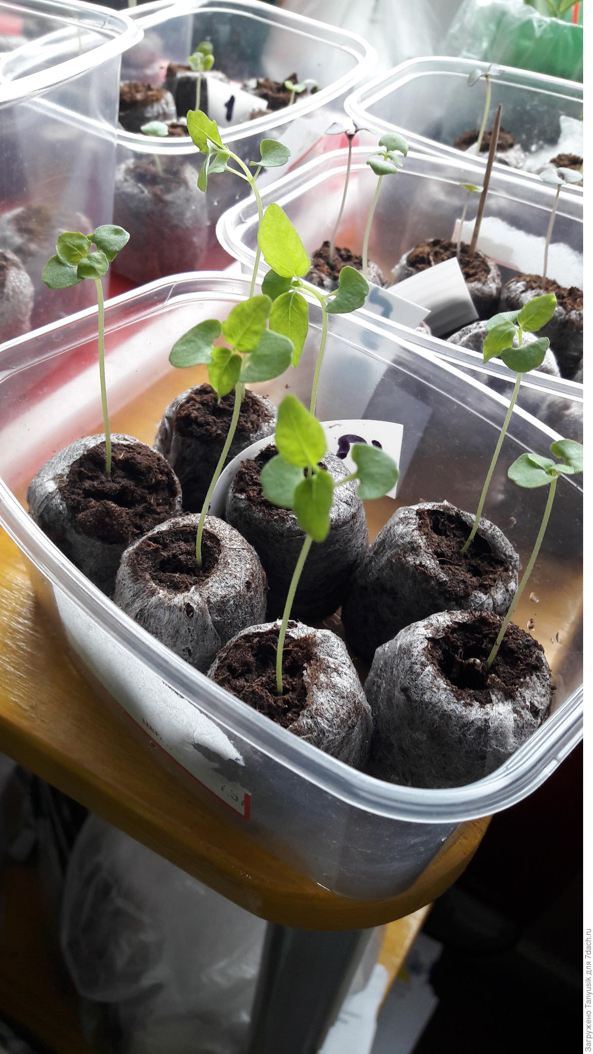 Сорт базилика Карамельный