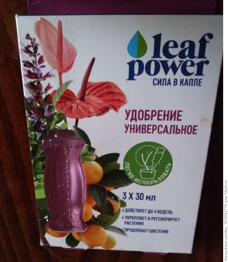 Алоэ древовидное. Особенности выращивания, размножения и ухода. Фото