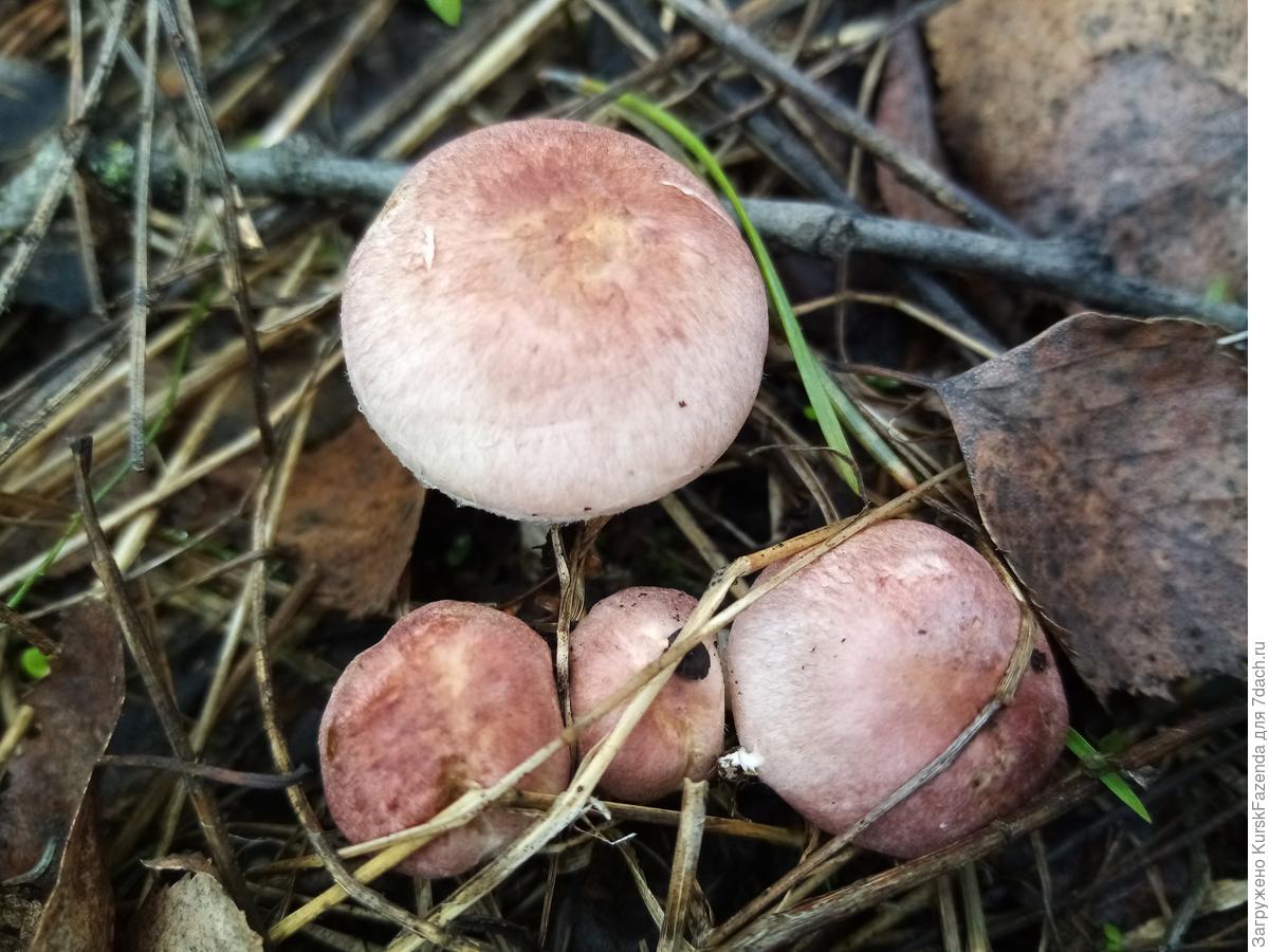 Из за дождей появились грибы