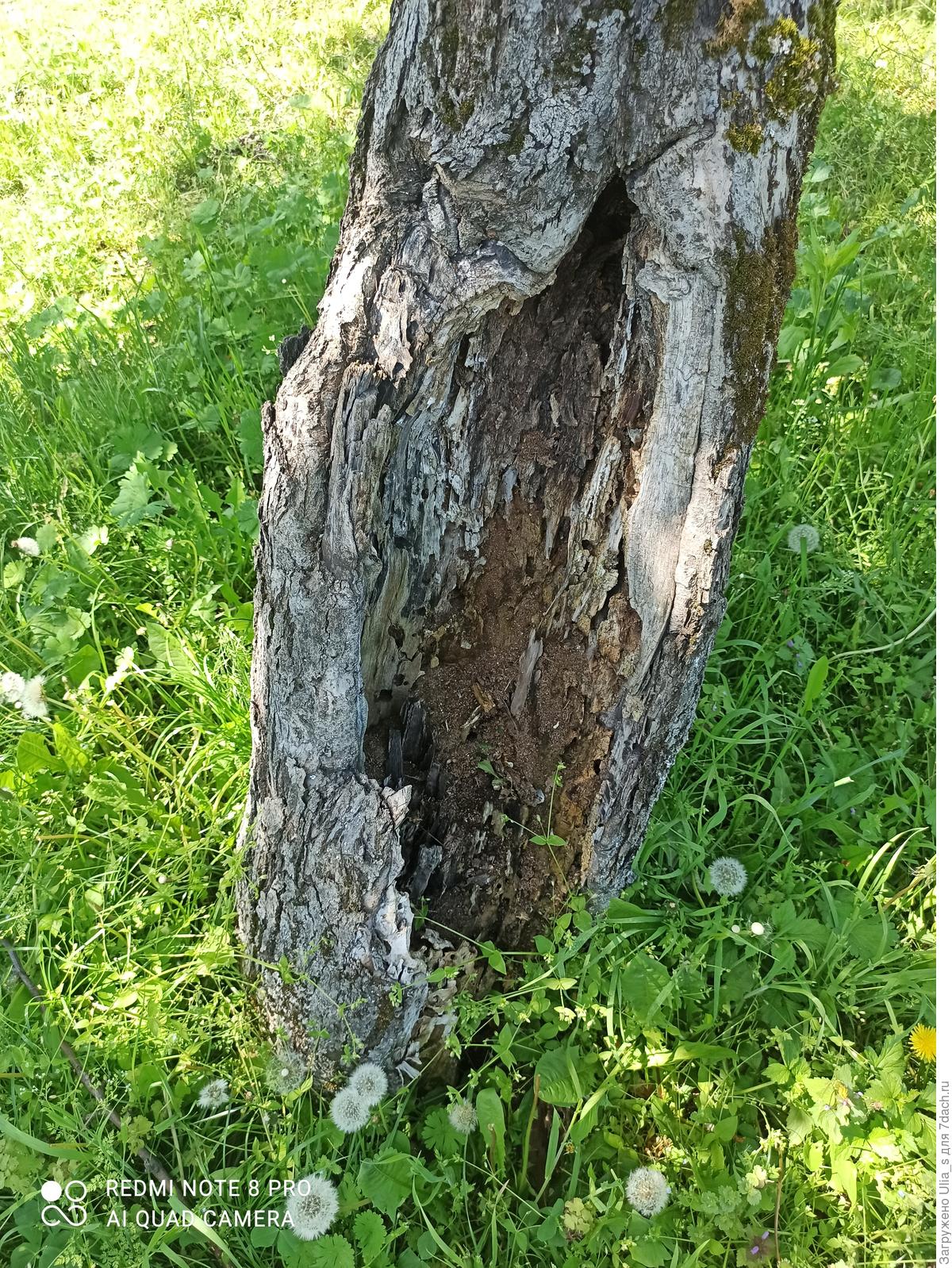 Яблоня от старого корня. Корневая поросль винограда. Корни яблони. Колировка деревьев весной. Засохшая яблоня.