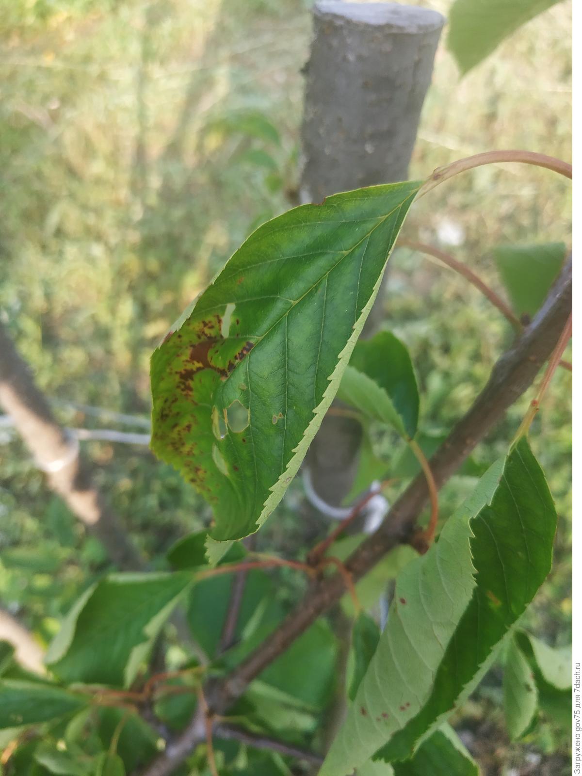 Листья черешни фото