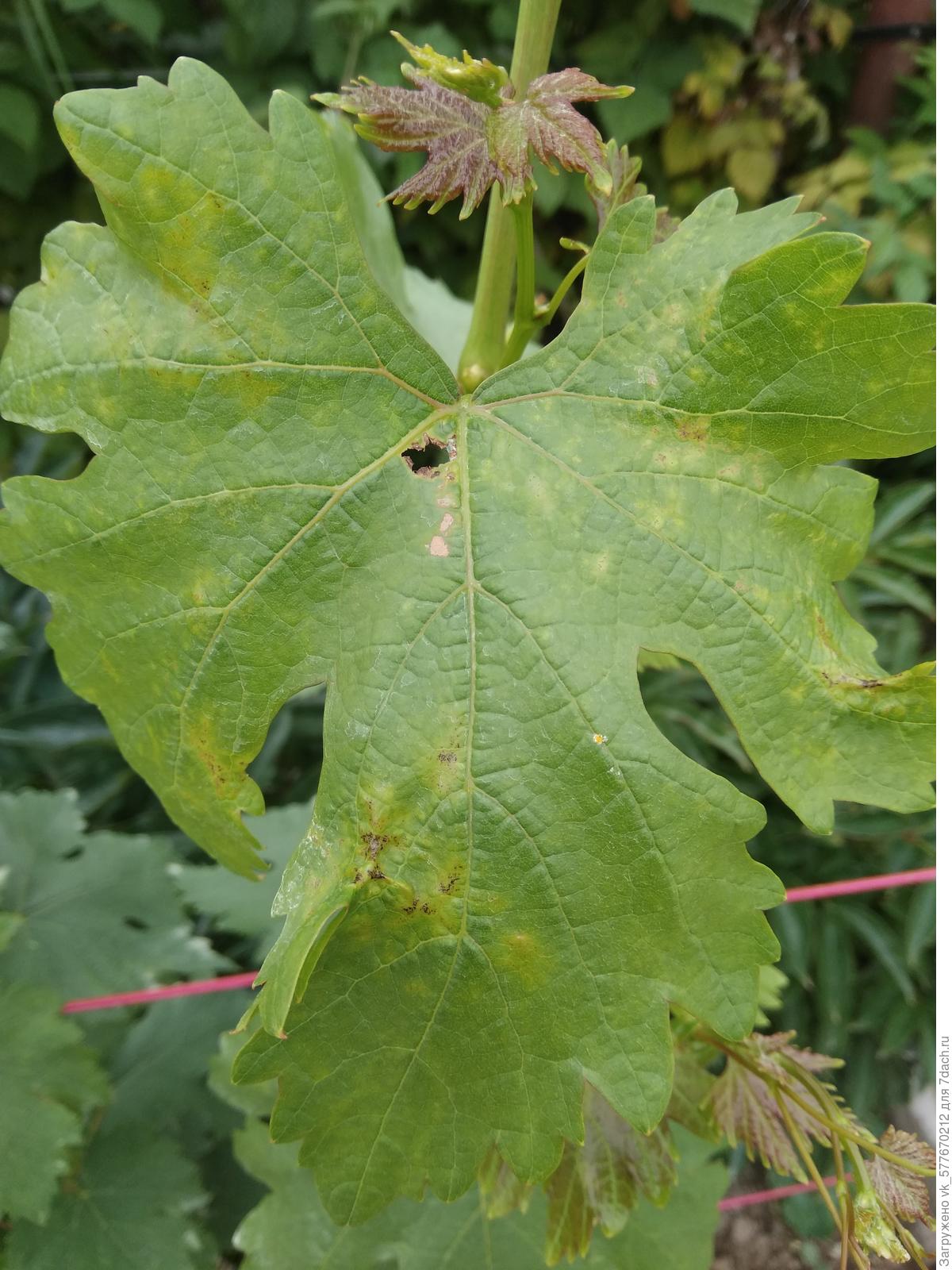 Листья винограда деформируются