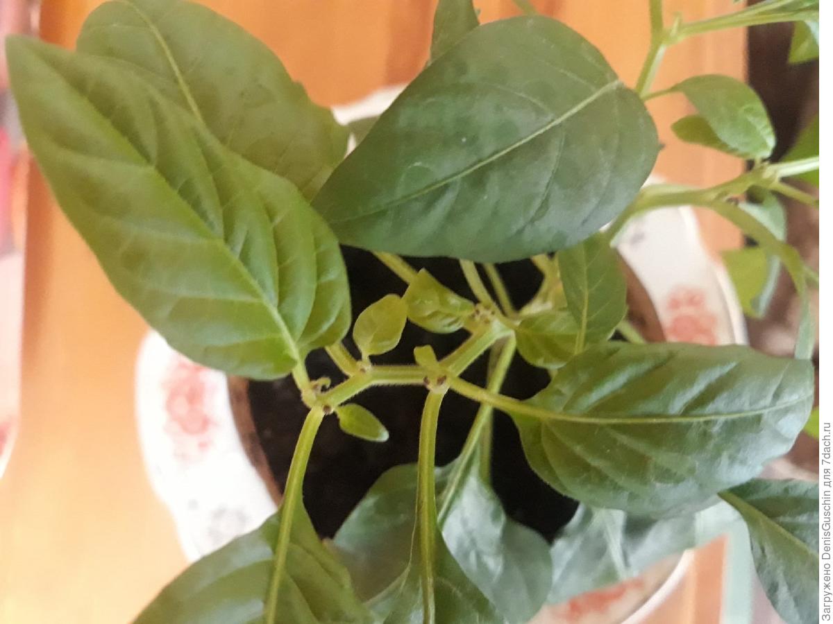 Цветок перца. Опали завязи у перца. Почему на перце опадают цветы. Завязь для перцев. Цветок болгарского перца.