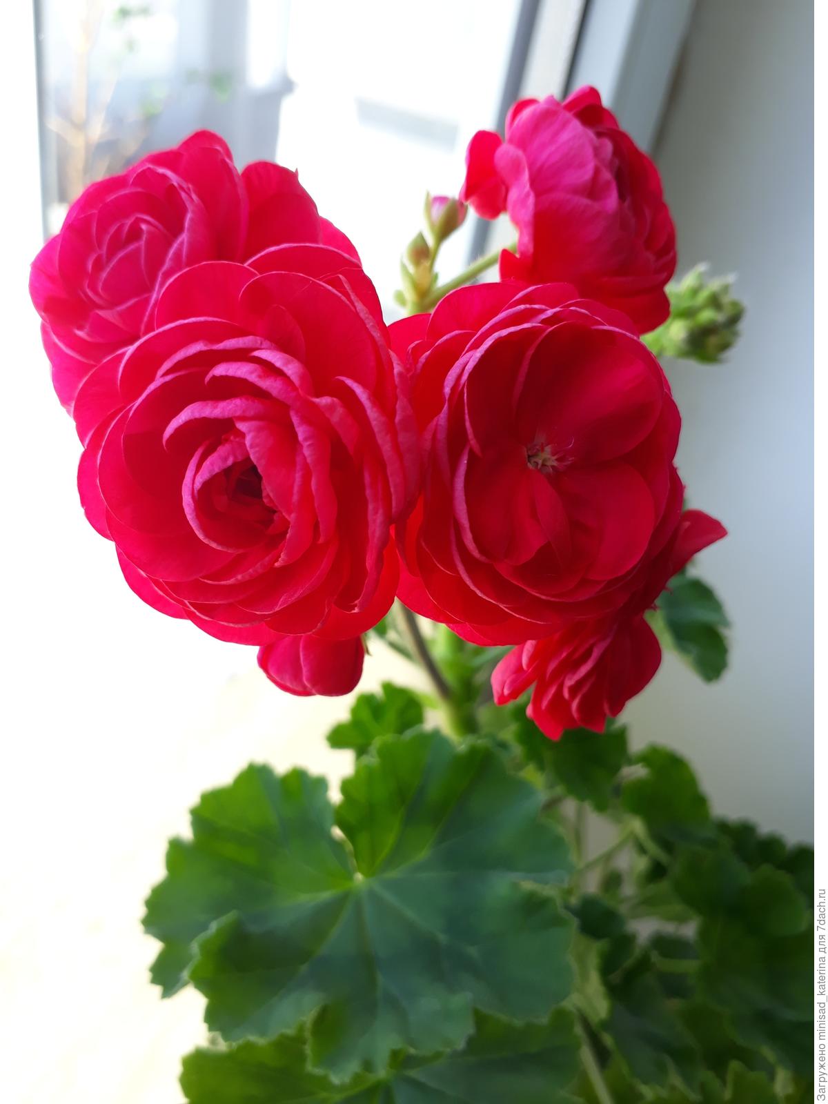 вива розита пеларгония фото