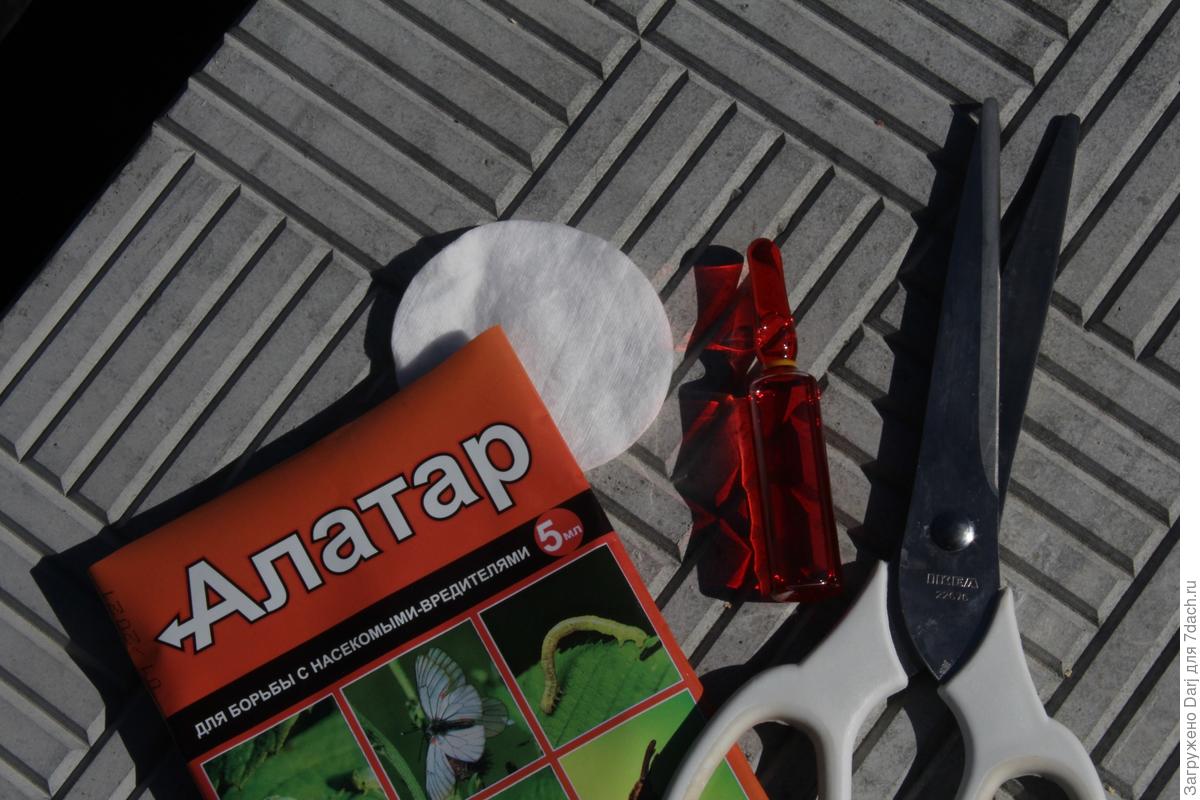 Проверила эффективность препарата "Алатар" от вредителей. Он однозначно ...