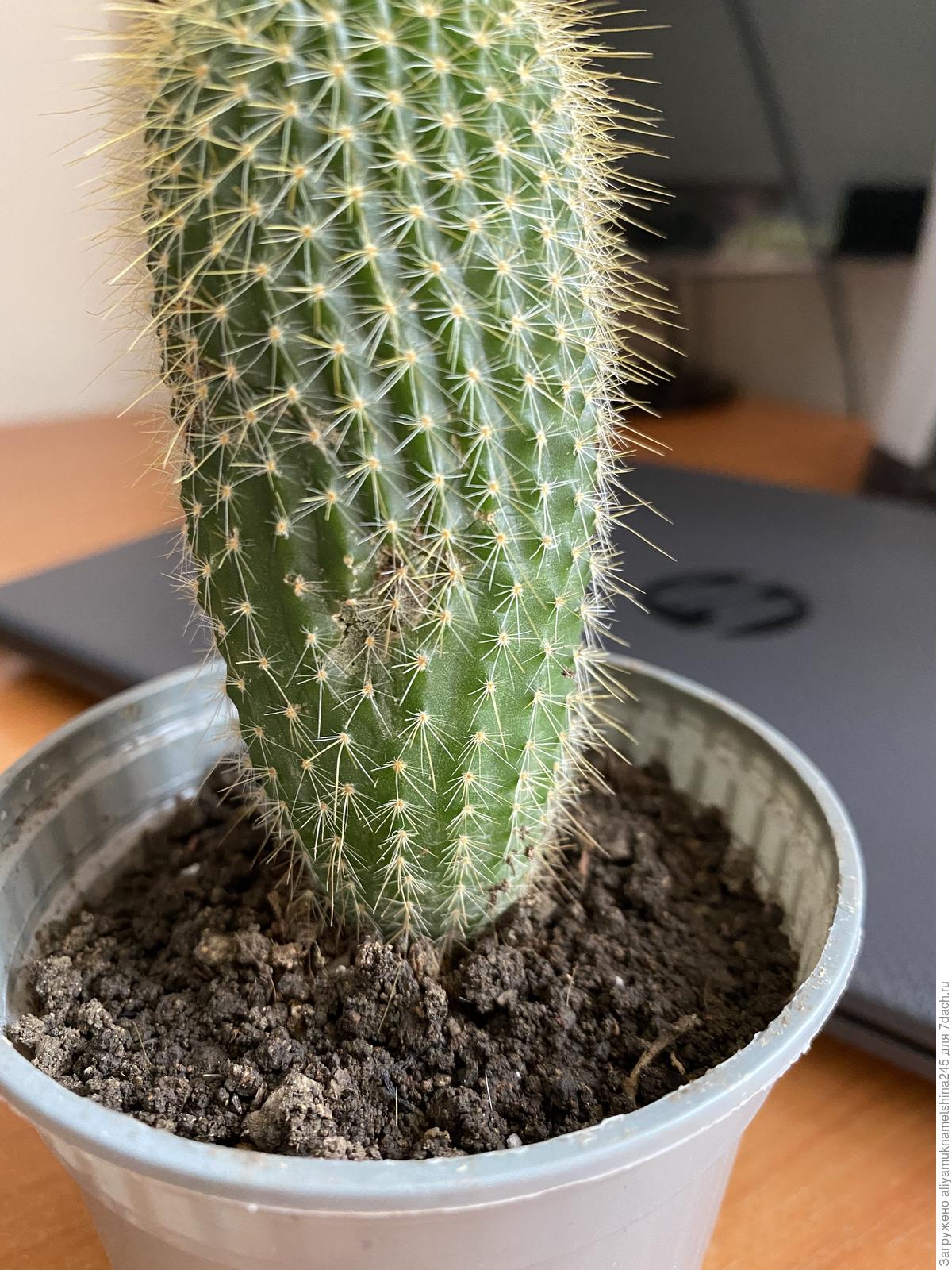 кактус трескается. семья кактусов. кактусу плохо. стапелия хищное растение. кактусу плохо.