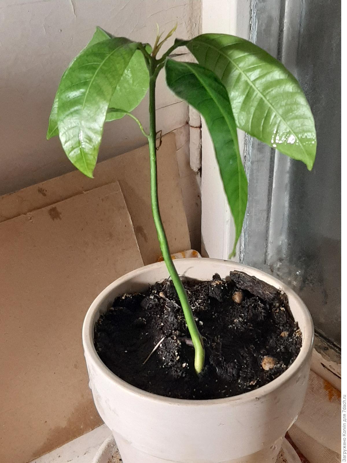 манго растение в домашних условиях фото