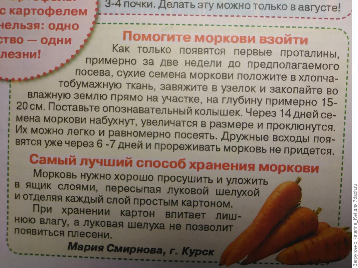 Можно садить морковь в зиму. Морковь только взошла. чтобы морковь быстрее взошла. чтобы быстро взошла морковь что надо сделать. как посадить морковь чтобы не прореживать и быстро взошла.