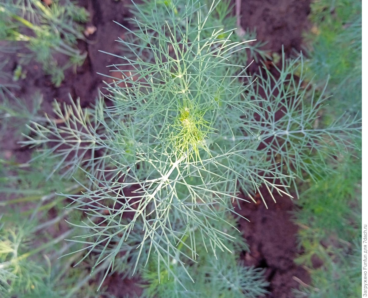 Итоги тестирования семян овощей от компании «Ваше хозяйство» 2026 года