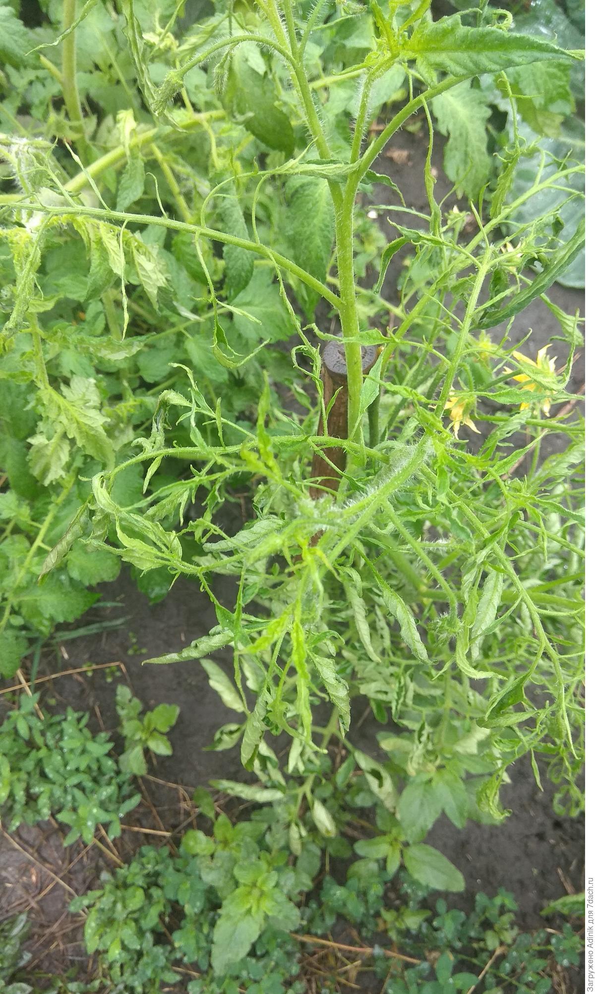 Процесс пасынкования томатов