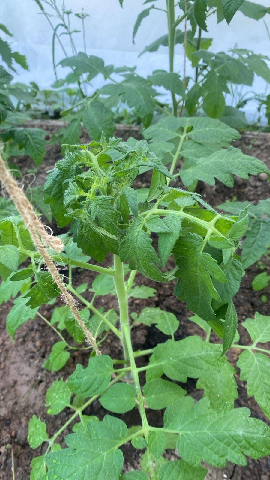 Опыление томатов в теплице